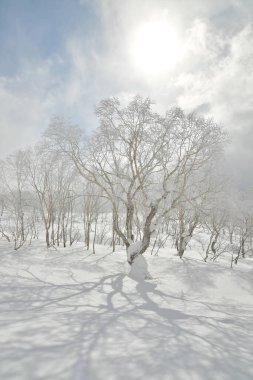 Kar Ormanı Ağaçları güneş bulutları hokkaido japan. Yüksek kalite fotoğraf