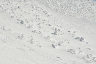 Yotei Volkan Dağı panoramik olarak Japonya Hokkaido 'da kış aylarında kayak turuna çıkar. Yüksek kalite fotoğraf