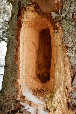 big woodpecker hole in tree hokkaido japan. High quality photo clipart