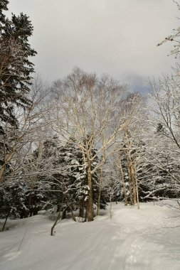 Kar Ormanı Hokkaido Japonya 'da kış. Yüksek kalite fotoğraf