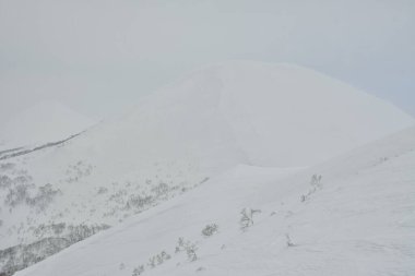 Hokkaido Japonya Kış Peyzajı Ağaçları kayak sporu. Yüksek kalite fotoğraf
