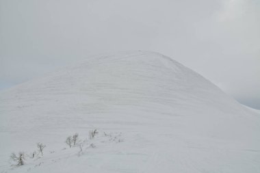 Hokkaido Japonya Kış Peyzajı Ağaçları kayak sporu. Yüksek kalite fotoğraf