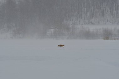 Fox ve Trees ile Japonya 'da kar manzarası. Yüksek kalite fotoğraf