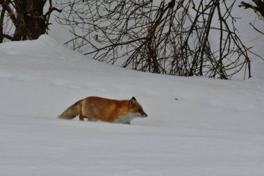 Kızıl Tilki kar altında vahşi hayvan biei hokkaido japan kar fırtınası. Yüksek kalite fotoğraf