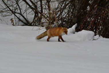 Kızıl Tilki kar altında vahşi hayvan biei hokkaido japan kar fırtınası. Yüksek kalite fotoğraf