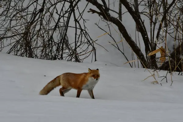 Red Fox in snow wild animal biei hokkaido japan winter snow storm. High quality photo