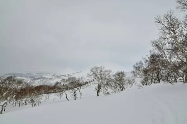 Hokkaido Japan winter Landscape Forest trees ski touring sport. High quality photo