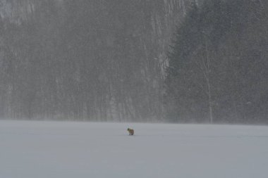 Fox ve Trees ile Japonya 'da kar manzarası. Yüksek kalite fotoğraf