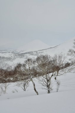 Hokkaido Japonya Kış Peyzajı Ağaçları kayak sporu. Yüksek kalite fotoğraf