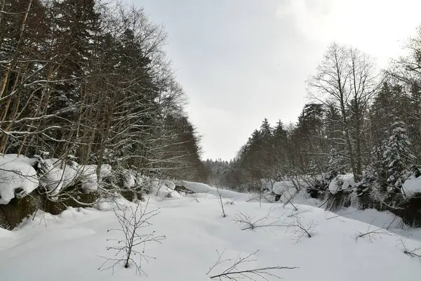 winter forest hokkaido japan with snow ski touring top. High quality photo