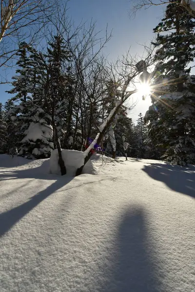 winter forest hokkaido japan with snow ski touring top. High quality photo