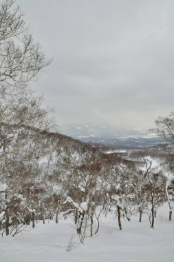 Hokkaido Japonya Kış Peyzajı Ağaçları kayak sporu. Yüksek kalite fotoğraf