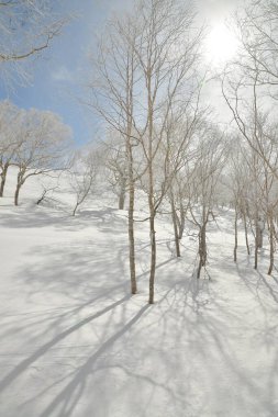 Kar Ormanı Ağaçları güneş bulutları hokkaido japan. Yüksek kalite fotoğraf