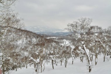 Hokkaido Japonya Kış Peyzajı Ağaçları kayak sporu. Yüksek kalite fotoğraf