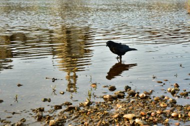 Elbe River Dresden Almanya 'daki kara karga. Yüksek kalite fotoğraf