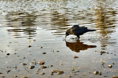 Elbe River Dresden Almanya 'daki kara karga. Yüksek kalite fotoğraf