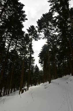 Kış ormanı hokkaido japan ve kar kayağı turu. Yüksek kalite fotoğraf