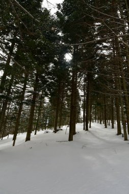 Kış ormanı hokkaido japan ve kar kayağı turu. Yüksek kalite fotoğraf