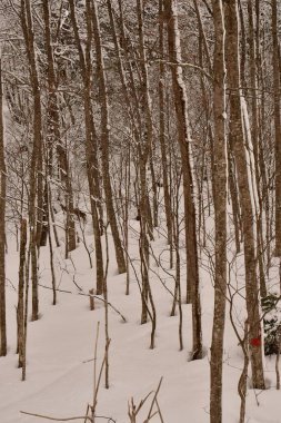 Hokkaido Kar Ormanı Japon kayağı açık hava kışı. Yüksek kalite fotoğraf