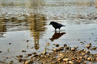 Elbe River Dresden Almanya 'daki kara karga. Yüksek kalite fotoğraf