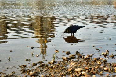 Elbe River Dresden Almanya 'daki kara karga. Yüksek kalite fotoğraf