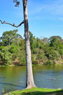 Angkor Wat Tapınağı Kamboçya antik dünya mirası unsesco. Yüksek kalite fotoğraf