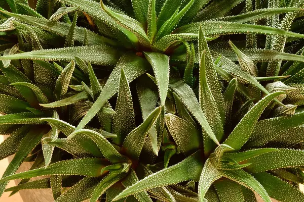 Kaktüs Arkaplan Yeşil Doğa Grafik Sanatı. Yüksek kalite fotoğraf