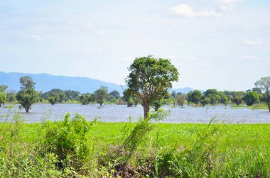 Mekong Nehri Kamboçya Vietnam Asya Uzun Kuyruk Tropik. Yüksek kalite fotoğraf