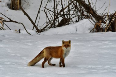 Karda kızıl tilki hokkaido Japonya 'da kış hayvanı vahşi yaşam. Yüksek kalite fotoğraf