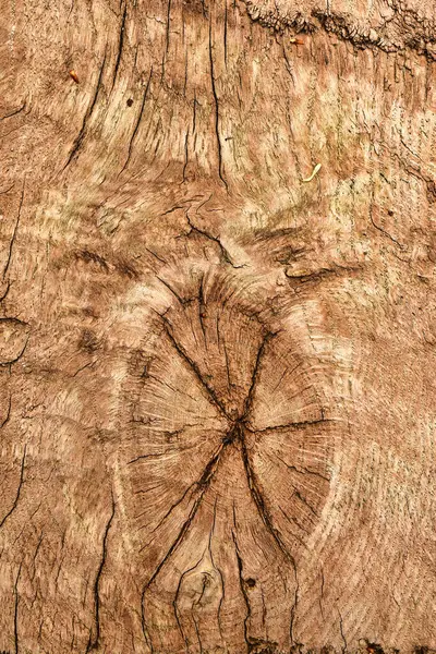 Ahşap zemin yüzeyi kaba doğa kahverengisi. Yüksek kalite fotoğraf