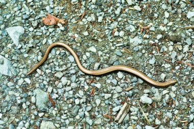 blindworm crossing snake wild nature animal. High quality photo clipart