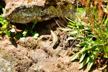 Alman ormanında kertenkele, Anweiler yakınlarında. Yüksek kalite fotoğraf