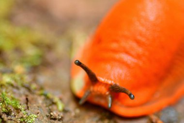 Turuncu sümüklü böcek makro hayvan vahşi yaşam orman doğası tamamen kapalı. Yüksek kalite fotoğraf