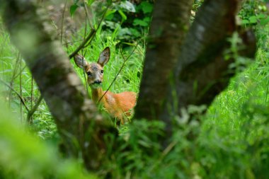 Alman ormanlarında geyik yumurtlaması vahşi doğa. Yüksek kalite fotoğraf