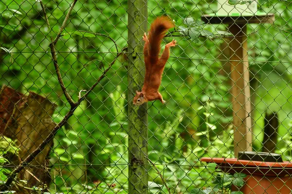 stock image Red squirrel on fence in forest wildlife nature cute fast. High quality photo