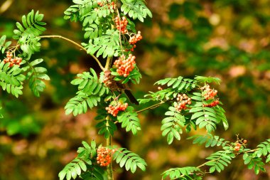 Ağaç doğasında böğürtlen yiyen kara kuş ötüşen kuş. Yüksek kalite fotoğraf