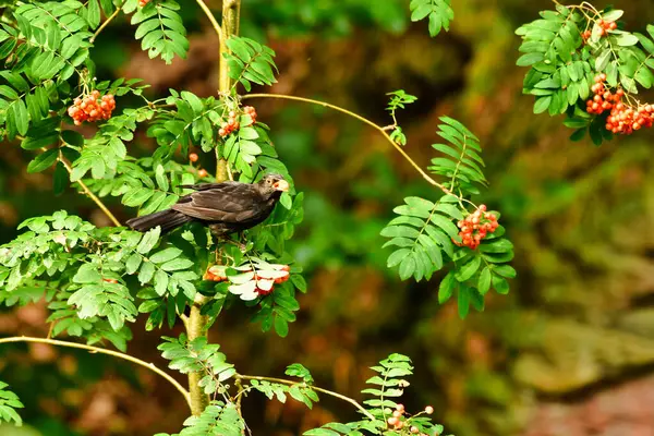 Ağaç doğasında böğürtlen yiyen kara kuş ötüşen kuş. Yüksek kalite fotoğraf