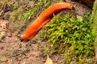 Turuncu sümüklü böcek makro hayvan vahşi yaşam orman doğası tamamen kapalı. Yüksek kalite fotoğraf
