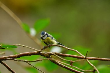  blue tit bird nature wildlife animal wild . High quality photo