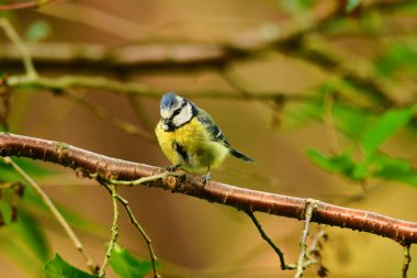  blue tit bird nature wildlife animal wild . High quality photo