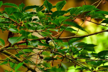  blue tit bird nature wildlife animal wild . High quality photo