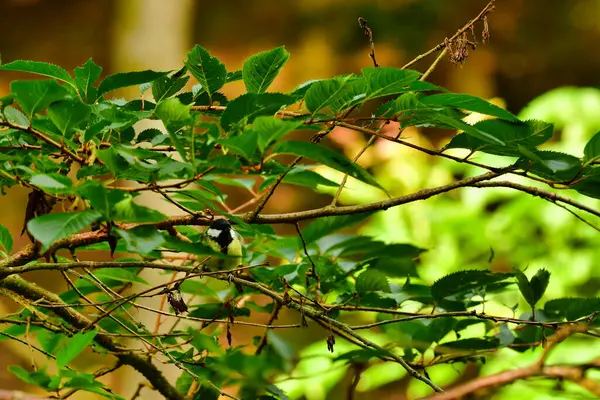 blue tit bird nature wildlife animal wild . High quality photo
