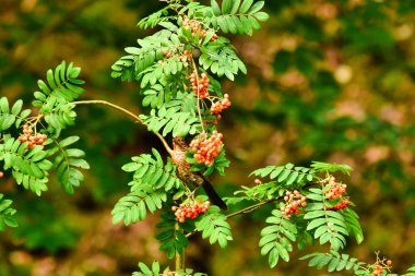 Ağaç doğasında böğürtlen yiyen kara kuş ötüşen kuş. Yüksek kalite fotoğraf