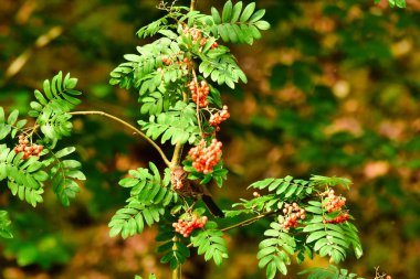 Ağaç doğasında böğürtlen yiyen kara kuş ötüşen kuş. Yüksek kalite fotoğraf