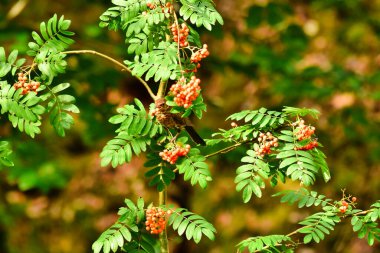 Ağaç doğasında böğürtlen yiyen kara kuş ötüşen kuş. Yüksek kalite fotoğraf