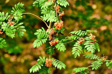 Ağaç doğasında böğürtlen yiyen kara kuş ötüşen kuş. Yüksek kalite fotoğraf