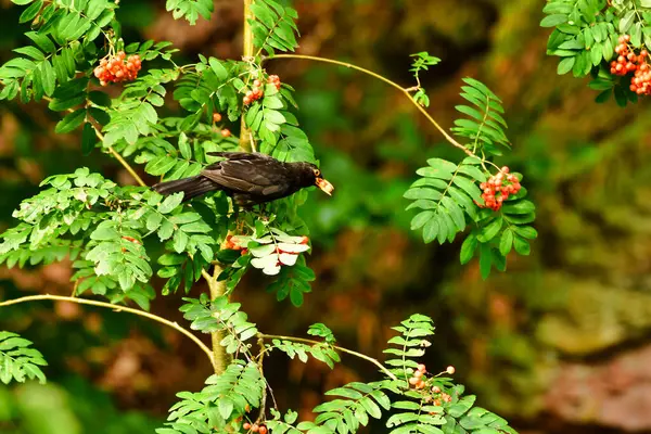 Ağaç doğasında böğürtlen yiyen kara kuş ötüşen kuş. Yüksek kalite fotoğraf