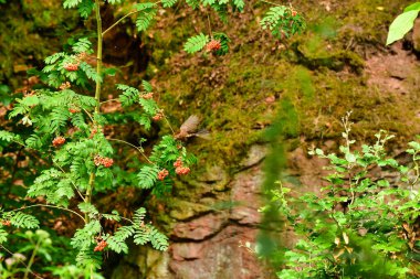 Ağaç doğasında böğürtlen yiyen kara kuş ötüşen kuş. Yüksek kalite fotoğraf