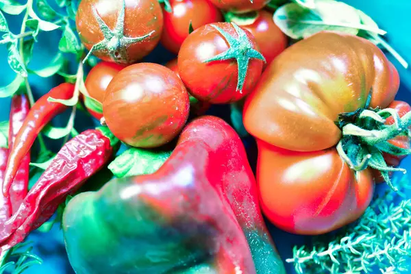 Fresch Domates Paprica Pepper ve Bahçe Bahçesi 'nden Bitkiler. Yüksek kalite fotoğraf 