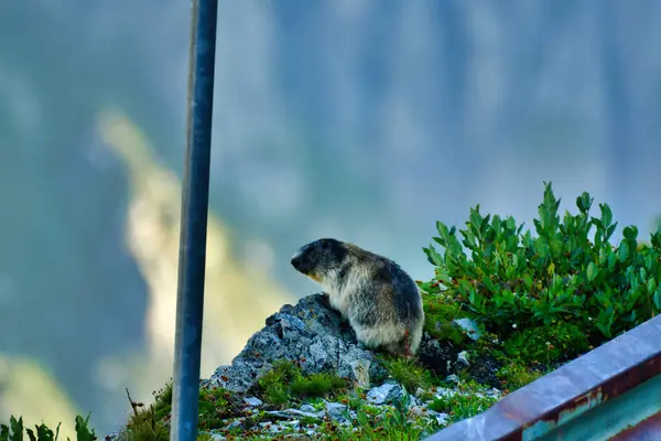 İsviçre Alp Dağları 'ndaki Alp Marmot doğa hayvanlarını avlar. Yüksek kalite fotoğraf